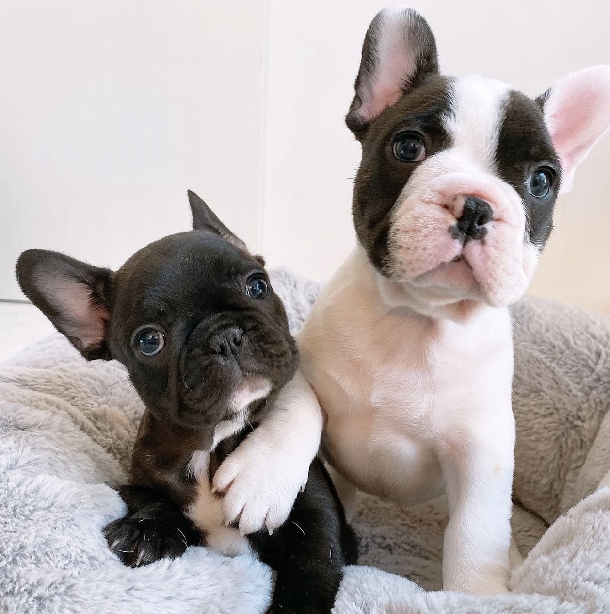 フレンチブルドッグ子犬